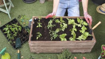 Piden arrancar de los huertos urbanos la hortaliza que muchos españoles cultivan en mayo: es un imán para las plagas