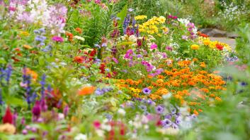 El trucazo "secreto" de jardinero para que tus plantas exploten a florecer