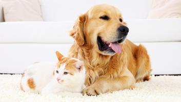 Un veterinario da con la clave para que perros y gatos no sólo convivan en paz, sino que sean amigos