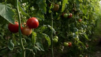 Nueve sencillos trucos para una cosecha más fuerte y abundante de tomates
