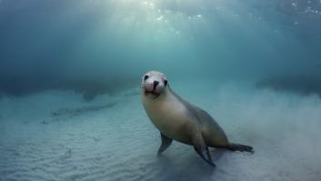 Sorpresa entre los científicos al encontrar un animal marino vivo 50 kilómetros tierra adentro