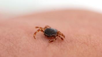 Las garrapatas gigantes amplían el cerco en Europa y sube el grado de alerta