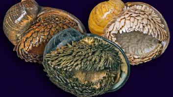 Científicos alertan por la extraña criatura de las profundidades del océano que nunca come y es capaz de sobrevivir a 400 grados centígrados