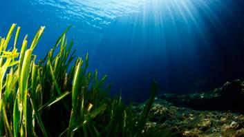 Científicos hallan el fósil de un misterioso "monstruo marino" capaz de cazar en mar abierto entre dinosaurios