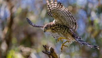 Estupefacción de los científicos por el halcón infiel de Barcelona cuya amante estuvo con su padre