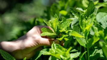 Europa se rinde al potencial de las hierbas aromáticas de España: sobresale una zona de cultivo