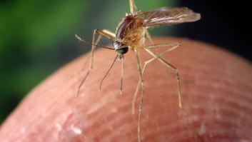 Llega a España la temporada alta de mosquitos y los expertos dan con un ingrediente que evitará las picaduras