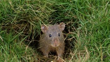 Un experto en plagas advierte del elemento del jardín que hace que las ratas se "apoderen de la casa"