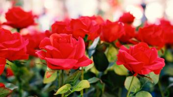 Una experta advierte de la hora del día a la que hay que regar los rosales para evitar enfermedades causas por hongos