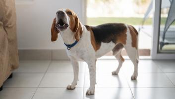 El método en tres pasos de un adiestrador para controlar los ladridos de tu perro