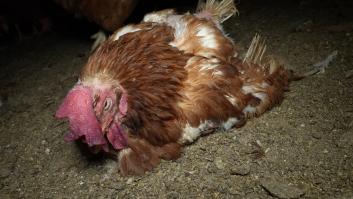 Denuncian el grave estado de miles de gallinas en una granja de Mallorca: cadáveres descompuestos