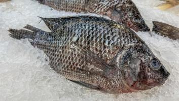 Los expertos buscan al pez más peligroso para tu mesa y el sospechoso clave es el pescado de los platos infantiles