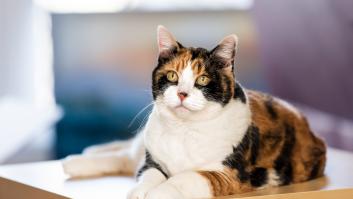 ¿Por qué no hay gatos machos de tres colores? La ciencia lo explica