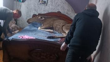 Un alce salta a su casa por la ventana, se instala en su cama y la comedia se convierte en tragedia