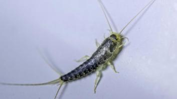 Crean la trampa definitiva para acabar con uno de los insectos que se cuelan en el baño