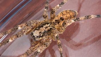 La araña venenosa 'Nosferatu' común en España invade Alemania y los investigadores hacen un llamamiento a la población