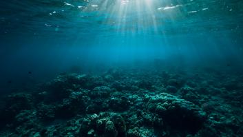 Unos buzos investigan la costa española y emergen con un nuevo espécimen venenoso apodado 'acordeón viviente'