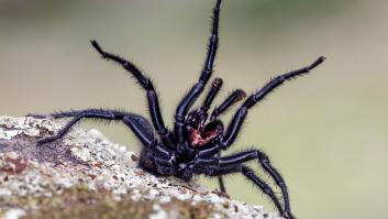 Alerta en Europa por una araña gigante importada desde España