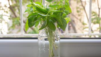 Quedan horas para probar el truco del vaso de agua y tener albahaca fresca todo el verano sin gastar nada