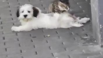 Graban a un gato masajeando a un perro en plena calle