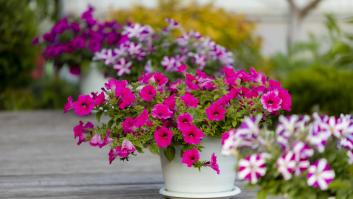 El método originario de Japón con el que mantener las plantas siempre en flor