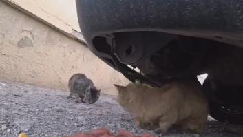 Utiliza su monopatín para darle comida a gatos callejeros y le pone una cámara para ver el resultado
