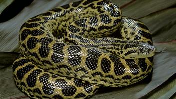 Una anaconda de 2,5 metros siembre el caos en plena ciudad: se sospecha que alguien la ha liberado