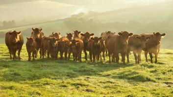 Lucía Casal, 22 años, lleva una ganadería de 500 terneros y sufrió bullying en el instituto por subir fotos con vacas: "Me decían que no me lavaba"