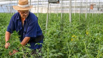 La crisis golpea con fuerza a tres cultivos básicos del campo español