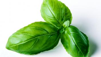 Expertos piden realizar el truco del 'vaso de agua' con una de las hierbas más populares de la cocina española