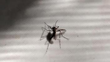 Lidl planta cara a los mosquitos: su producto estrella para eliminarlos vale menos de 10 euros