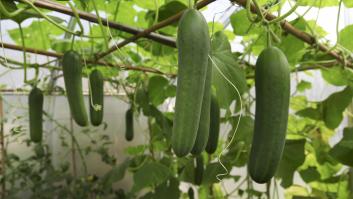 Los jardineros experimentados riegan sus pepinos a esta hora para obtener frutos más sanos y fuertes