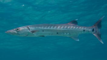 Un pescador cree que pica un pez normal hasta que ve el oro y la plata surgir del agua: "Mi corazón latía con fuerza"