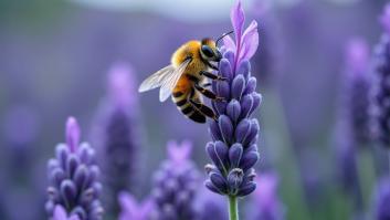 Adiós a las abejas: un estudio alerta de 29 sustancias tóxicas que ponen los insectos en peligro en España