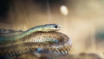 Científicos avisan del comportamiento "inusual" de una de las serpientes más grandes presente en España