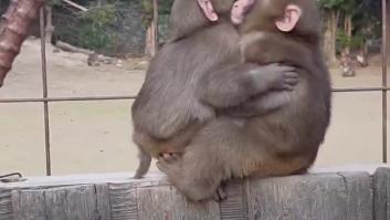 El cariñoso gesto entre dos pequeños monos: "A veces solo necesitas un abrazo"