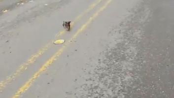 Graba cómo le salva la vida a un cachorro: "No puedes comprar el amor pero puedes adoptarlo"