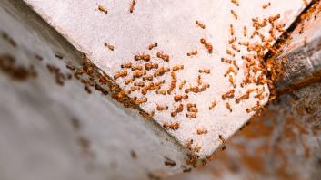 Hartazgo de los pacientes de una clínica por la plaga 'faraónica' que arrasa hasta con su comida: "Me dolió mucho que me dejaran allí"