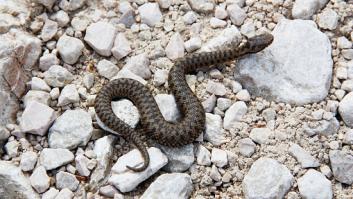 Advertencia en Burgos al revelar los escondites favoritos de las víboras que habitan en la provincia en verano