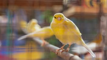 Se hace un silencio extraño, miran a la jaula del canario preocupados y no estaban preparados para la serpiente