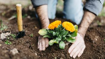 Activan alerta por la trampa que se oculta tras este hábito muy común: "Daños irreversibles en tu jardín"