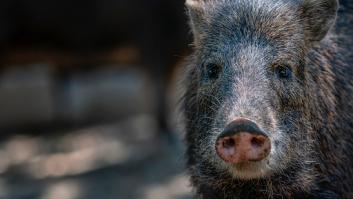 Multas de hasta 750 por dar comida a los jabalíes en una ciudad malagueña para frenar la población: "Se han convertido en un problema de salud pública y de seguridad"