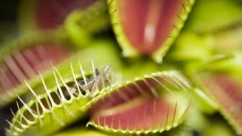 Un jardín botánico tropieza con la planta carnívora capaz de acabar con la plaga voladora asentada en España