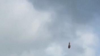 La cebra voladora: se escapa de su establo y la rescatan con un avión