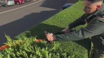 Muestra su habilidad para segar un arbusto y todos coinciden: "Muy suave"