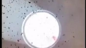 Las impresionantes imágenes de miles de pétalos de rosa cayendo al Panteón de Roma durante la celebración de Pentecostés