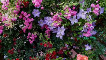 Bonita y casi indestructible: la planta trepadora perfecta es resistente al sol y requiere poco riego