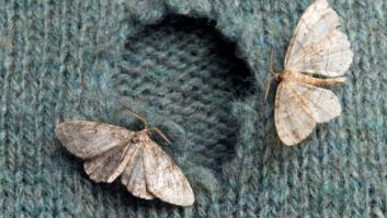 Adiós a las polillas: el truco barato con el que no quedará ni un solo huevo en tu cocina o armario