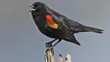 Muchos lo confunden con el mirlo pero es un pájaro originario de América que en algunos lugares ya es una plaga