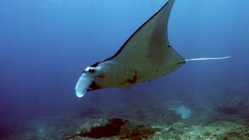 Científicos españoles hacen sonar la alarma por la estampida de estos animales marinos en las playas